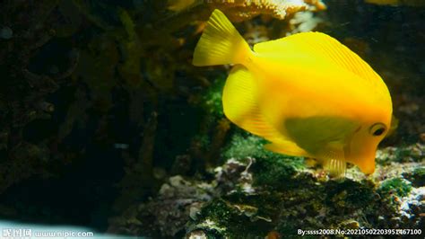 黄色鱼在珊瑚上游泳__自然风光_实拍视频_多媒体图库_昵图网nipic.com