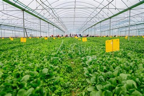 江西全南：有机蔬菜基地采收忙-人民图片网