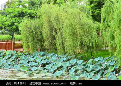 绿色柳树 池塘 天空高清图片下载_红动中国