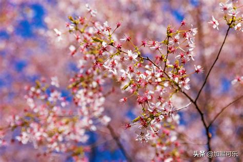 樱花的花语是什么，有什么寓意？-新闻中心-长景园林网