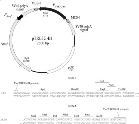 HH-QT-039 pEC-XK99E棒状杆菌基因表达质粒-质粒载体-ATCC-DSM-CCUG-泰斯拓生物