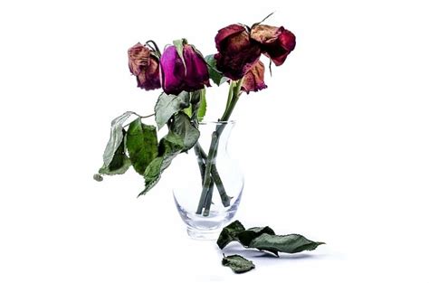 箱中和作为背景的干枯玫瑰花瓣高清图片下载-正版图片306888120-摄图网
