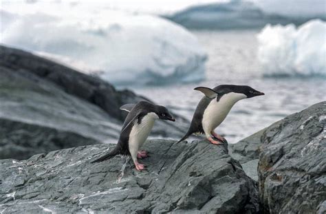 世界企鹅日：这些企鹅风靡全球，你知道它们真正的名字吗？_私家地理_澎湃新闻-The Paper