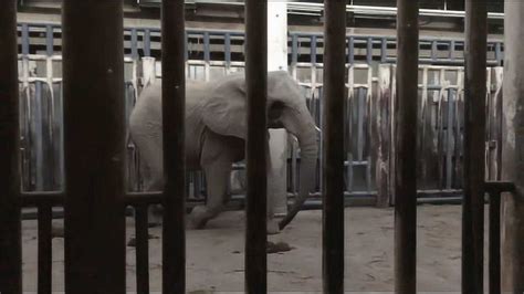 世界大象日：让我们一起来关心人类的大朋友_云南省林业和草原局