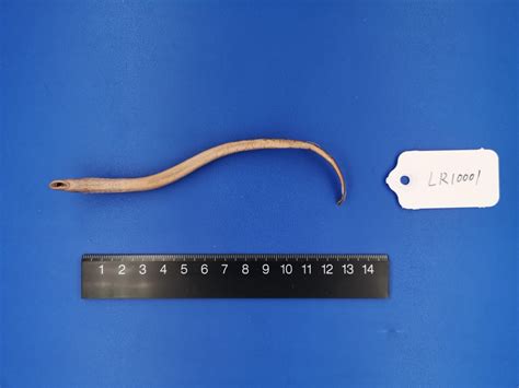 雷氏七鳃鳗 Lampetra reissneri - 物种库 - 国家动物标本资源库