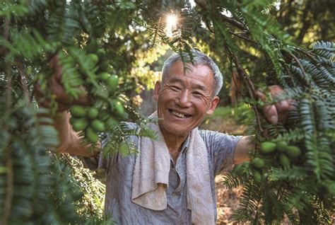 云南榧树-中国国家植物标本馆模式标本-图片