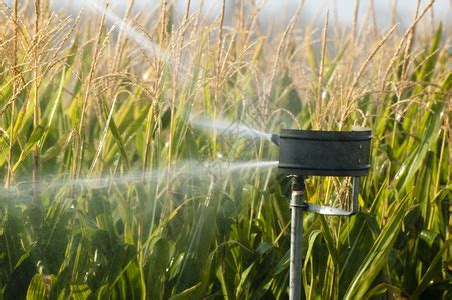 甘薯：民勤 实施高效节水灌溉 助力现代农业发展