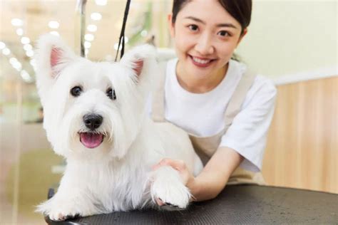 萌它宠物获千万级战略融资，开启宠物行业零售新模式 – 中国宠物网