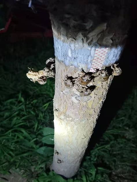 金蝉大棚养殖、金蝉大棚养殖技术分享 - 金蝉 - 蛇农网