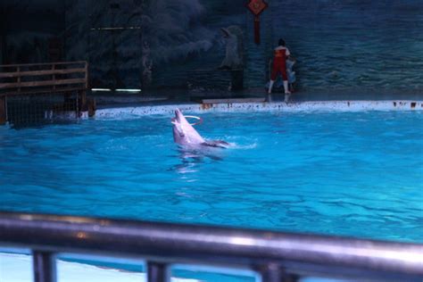 海豚在海豚表演时从水中跳出来离海高清图片下载-正版图片503828038-摄图网
