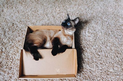 顽皮的猫。小猫坐在纸板箱里。暹罗品种。孤独，无家可归，弃儿，幽闭恐怖症。