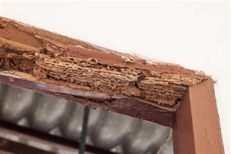 为什么会导致木材腐烂，如何做防腐处理？_深圳市绿泰环保科技有限公司
