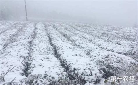湖北受天气影响农业生产发生损失近76万人受灾 - 地方动态 - 第一农经网