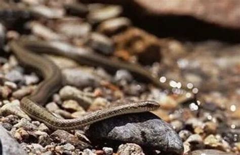 似蛇不是蛇！广西大明山保护区发现新记录物种——脆蛇蜥