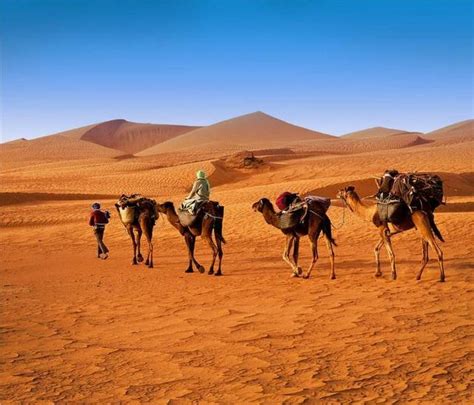 骆驼适应沙漠生活的特点-百度经验