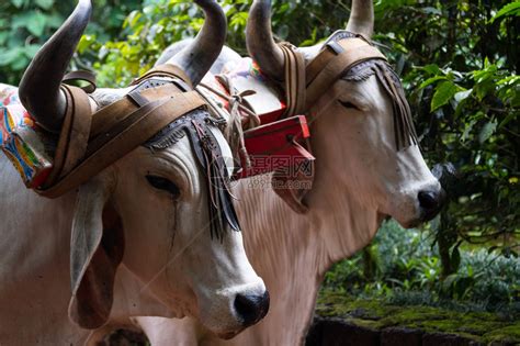在哥斯达黎加有两头牛一辆传统涂着喜高清图片下载-正版图片503212341-摄图网