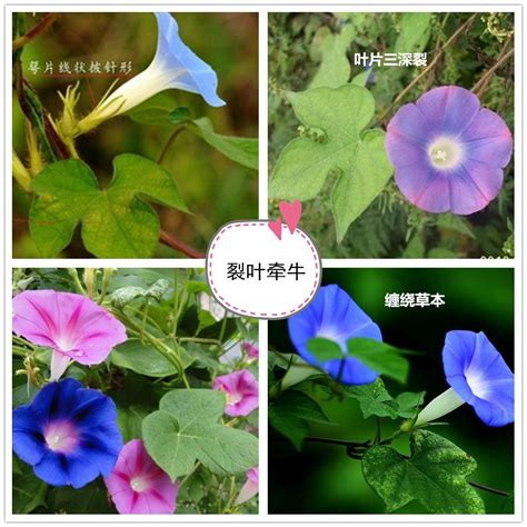 看图识花图片
