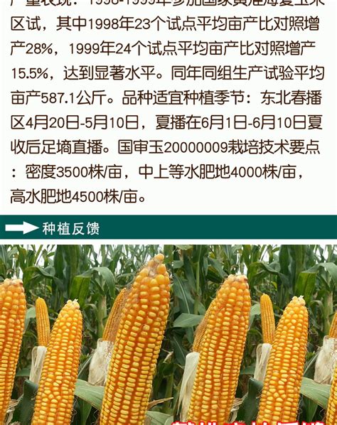 迪卡2235玉米种简介,迪卡13玉米种简介,迪卡653玉米品种简介_大山谷图库