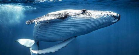 关于鲸鱼的资料_形态特征物种对比分布栖息分布范围栖息环境生活习性 - 工作号