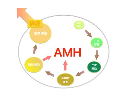 AMH值的高低意味着什么？_澎湃号·湃客_澎湃新闻-The Paper