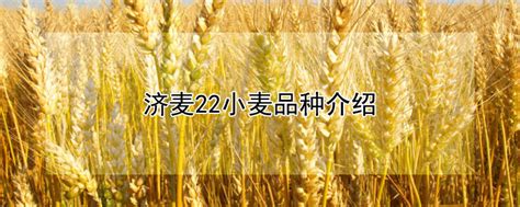 高产小麦品种排行榜（种植面积最大的十个小麦品种）-满趣屋
