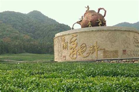 开屏新闻-云南景洪：大渡岗万亩茶园套种坚果 实现生态与经济效益双推进