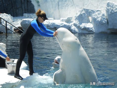 郑州海洋馆迎来2头白鲸：体长近5米为一雄一雌_手机新浪网