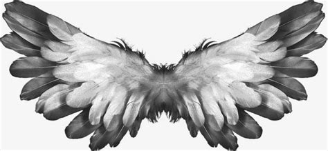 黑翅膀图片素材_免费黑翅膀PNG设计图片大全_图精灵