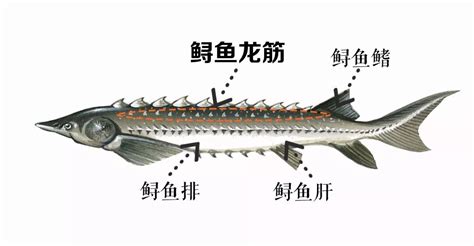 东江湖的鲟龙鱼您吃过吗？_深圳头条