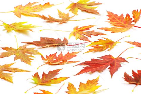 秋天白色的树叶高清图片下载-正版图片303496609-摄图网