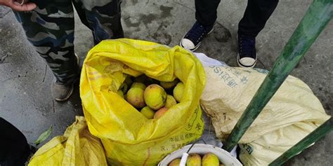一男子台风天偷入果园窃得30多斤桃_手机新浪网