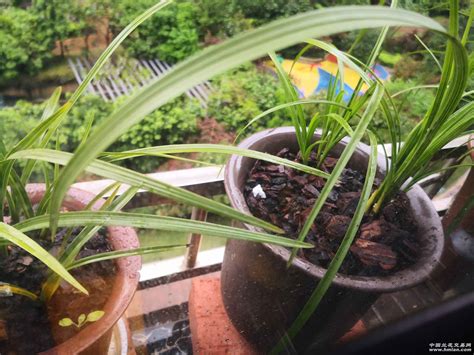 天天下雨，兰花一直放在室外，用软植料种植-蕙兰篇-兰花交易网论坛
