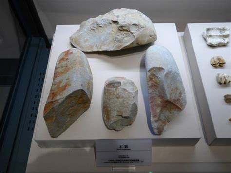 旧石器时代象牙化石高清图片下载_红动中国