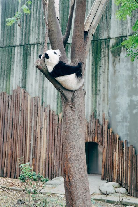 熊猫爬树jpg格式图片下载_熊猫办公