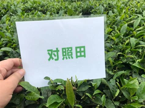 四分地，2000多，洋丰至尊助力昭平茶叶增产增收！