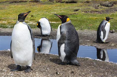 南美洲福克兰群岛的企鹅群高清图片下载-正版图片501879464-摄图网