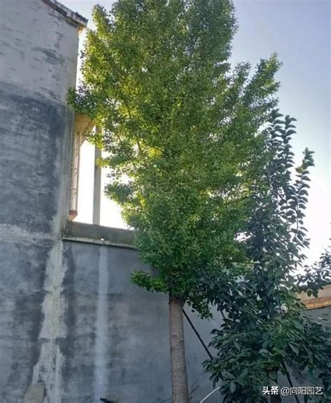 前不栽桑，后不栽柳 - 什么树是最好的镇宅树？【环保】_风尚网|FengSung.com