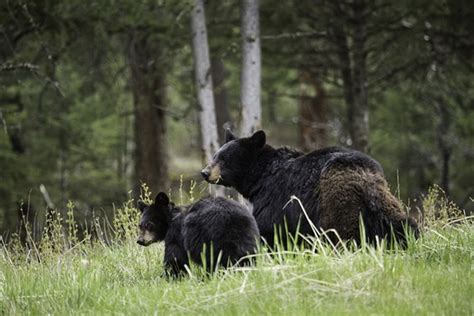 宾夕法尼亚州一头黑熊被美国警方从树上解救下来--快科技--科技改变未来