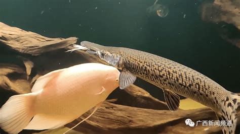 南通一鱼塘现63厘米长鳄雀鳝：大量金鱼被吃-新闻频道-和讯网
