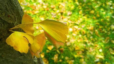 秋天的树落叶视频素材-秋天的树落叶视频模板下载-觅知网
