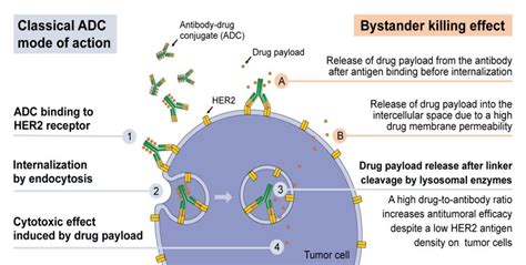 比靶向药更精准的"生物导弹"ADC药物有哪些,抗体偶联药物有哪些_全球肿瘤医生网