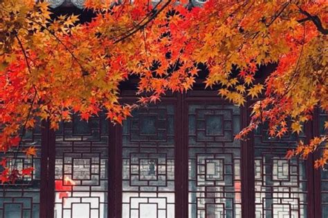 上海枫叶最佳观赏期藏着这样一片“枫”景-能去哪