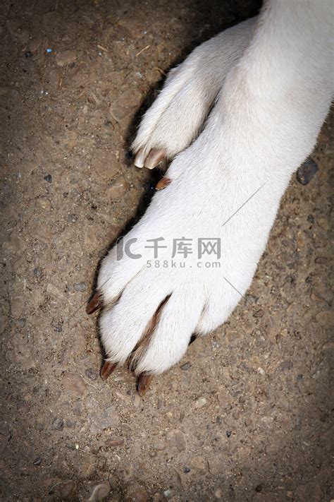 为什么忌讳黑狗白爪两只前爪不同-黑狗前爪是白的好吗-湖南宠物网