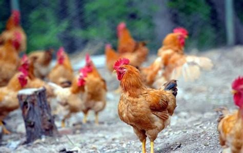 一人能养7.5万只鸡？看郏县90后“鸡司令”如何智慧养鸡-大河网
