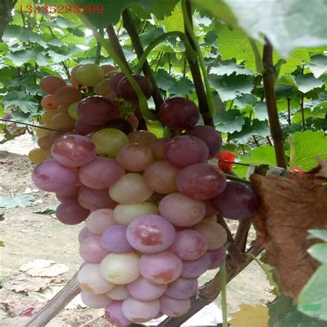2020年种植效益高的早中晚熟葡萄新品种介绍_山东青岛__葡萄-食品商务网