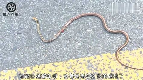 海南路边遇到蛇，这是什么品种？伤成这样了还能救活吗？