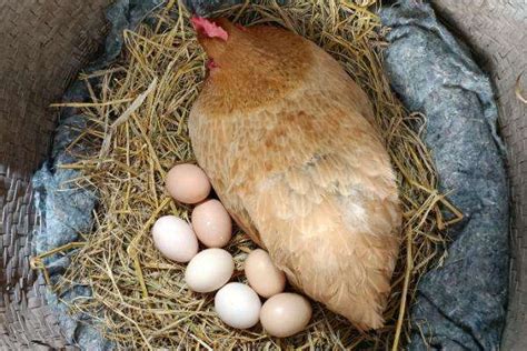 母鸡需要公鸡受精才能下蛋吗-农百科