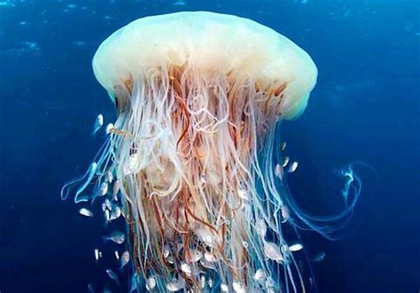 还有一种水母叫立方水母，它才是水母里面最毒的品种_凤凰网