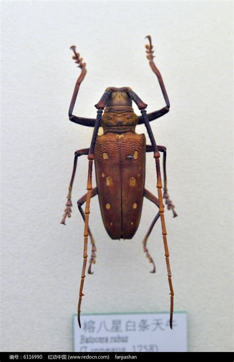 昆虫甲虫合欢双条天牛标本高清图片下载_红动中国