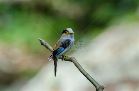 树枝上的彩色鸟银胸阔嘴鹬Serilophuslunatus高清图片下载-正版图片307299157-摄图网